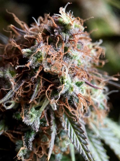 3M 🔥 Txerri Bilbo Haze. Week 16