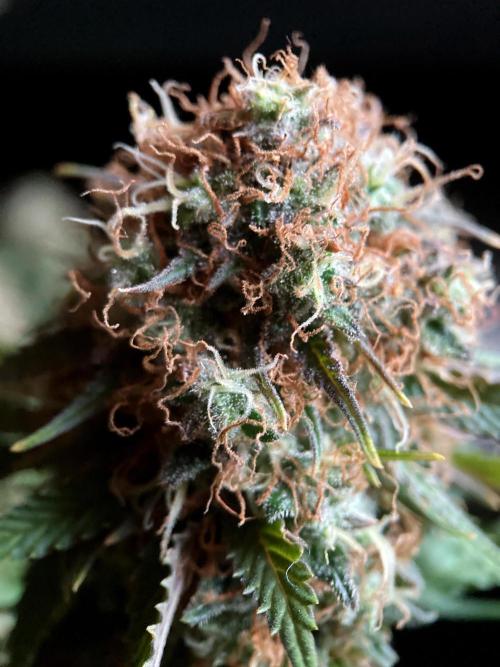 3M 🔥 Txerri Bilbo Haze. Week 16