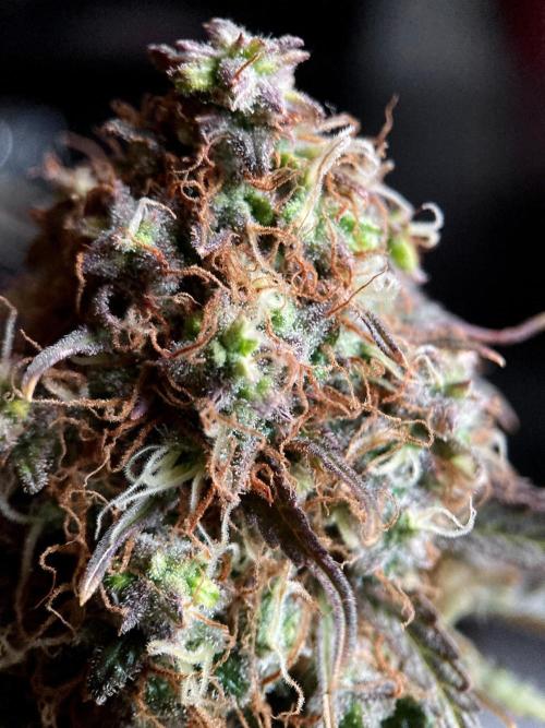 3M 🔥 Txerri Bilbo Haze. Week 16