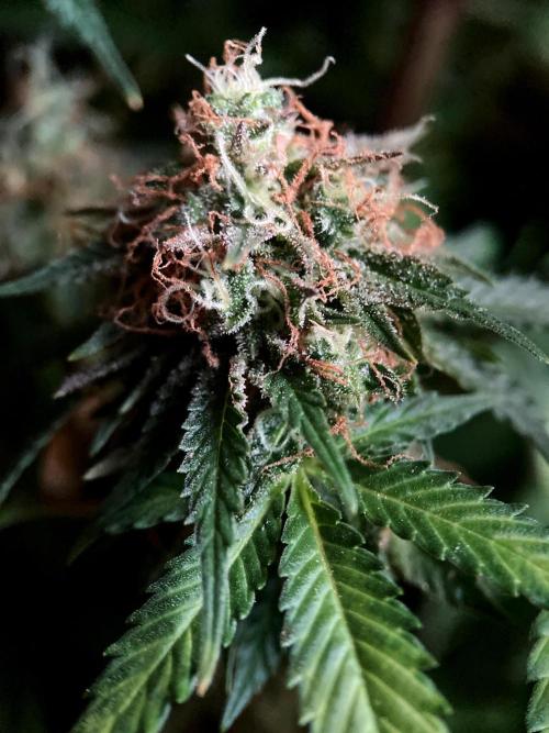 3M 🔥 Txerri Bilbo Haze. Week 16