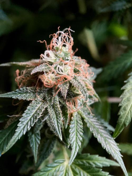 3M 🔥 Txerri Bilbo Haze. Week 16