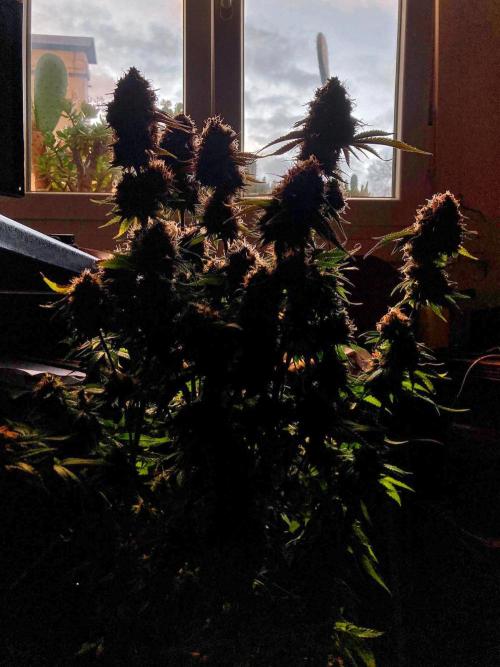 3M 🔥 Txerri Bilbo Haze. Week 16