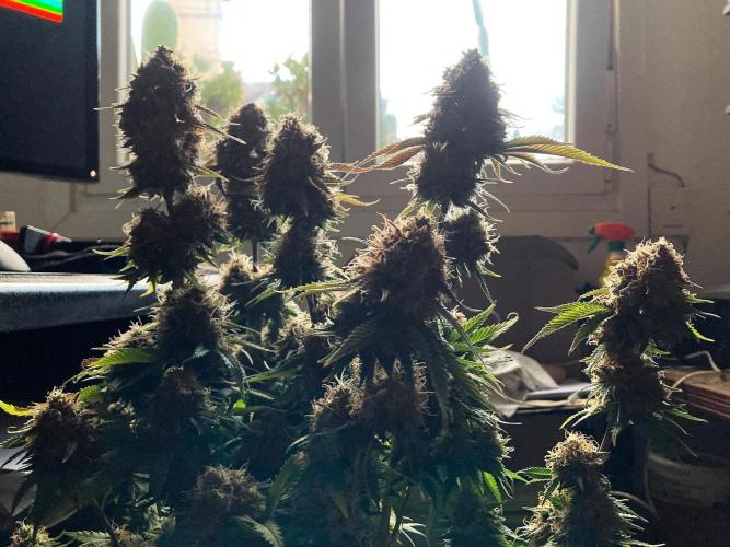 3M 🔥 Txerri Bilbo Haze. Week 16