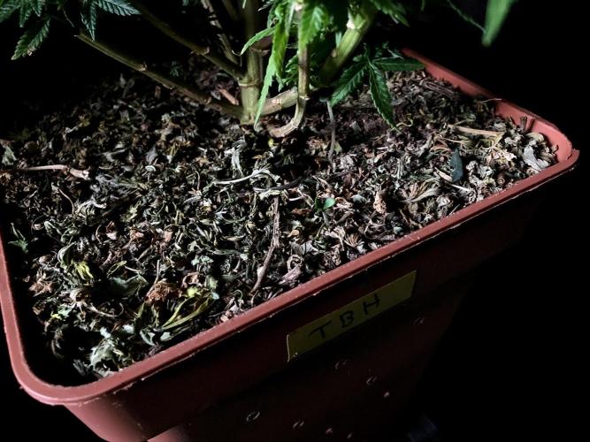 3M 🔥 Txerri Bilbo Haze. Week 16