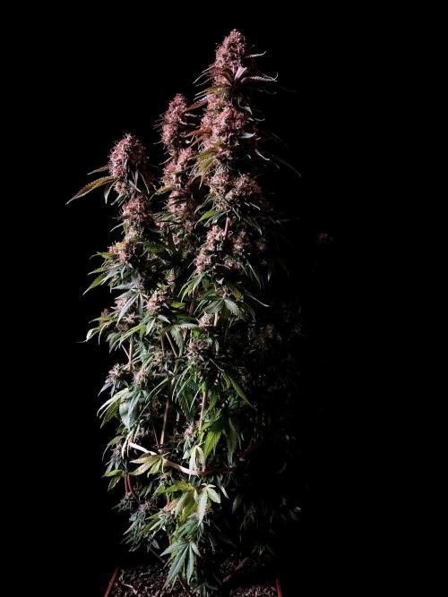 3M 🔥 Txerri Bilbo Haze. Week 16