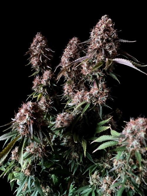 3M 🔥 Txerri Bilbo Haze. Week 16