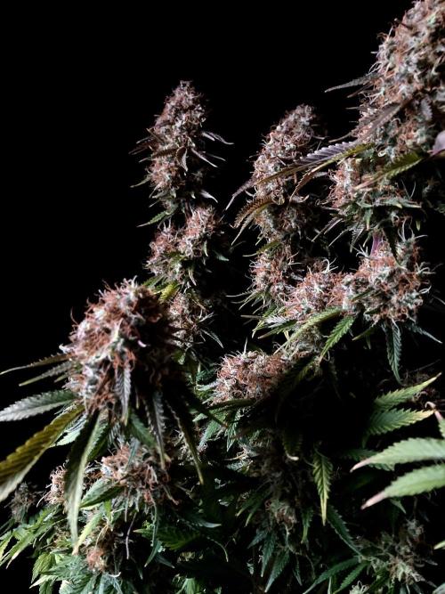 3M 🔥 Txerri Bilbo Haze. Week 16