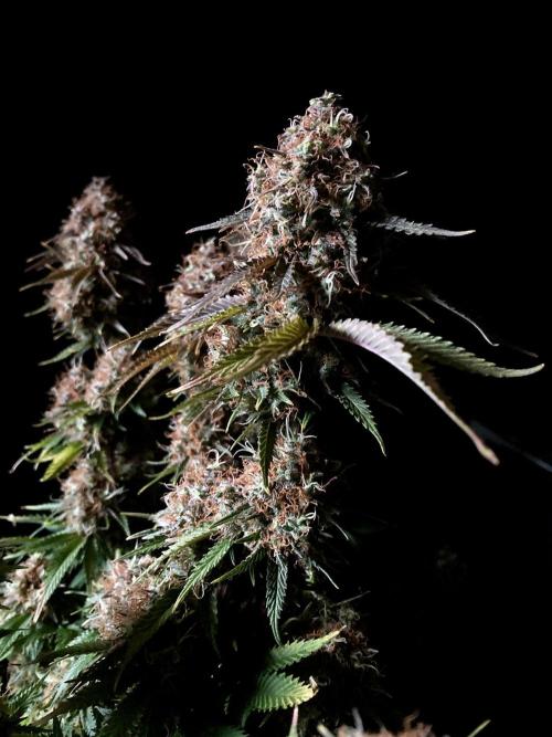 3M 🔥 Txerri Bilbo Haze. Week 16