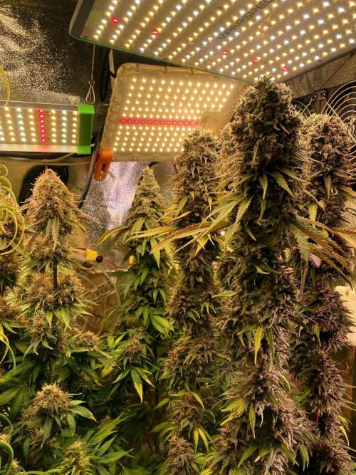 3M 🔥 Txerri Bilbo Haze. Week 16