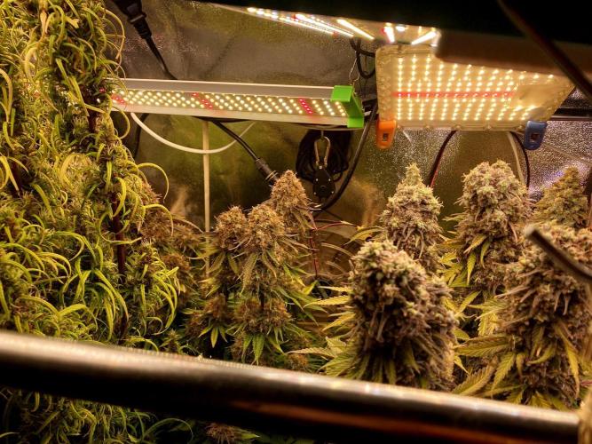 3M 🔥 Txerri Bilbo Haze. Week 16