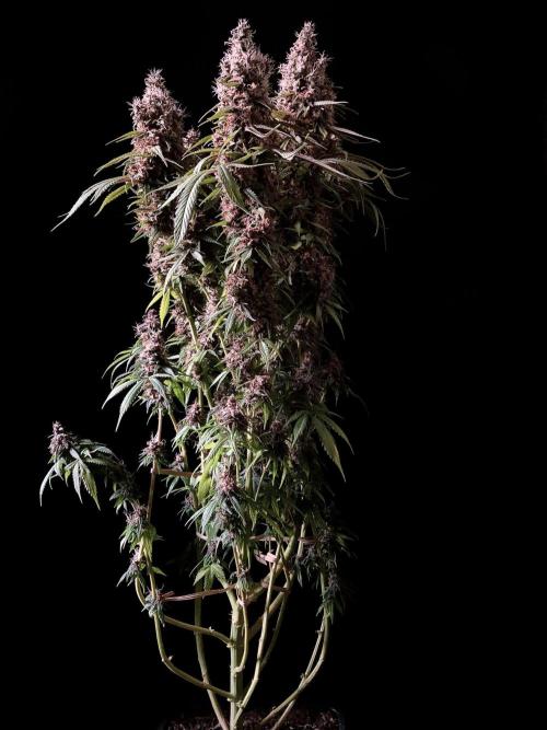 3M 🔻 Mendocino Purple Kush. Week 15