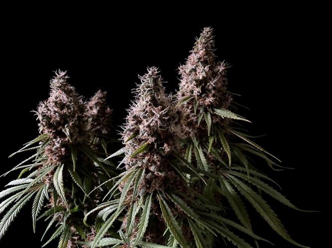 3M 🔻 Mendocino Purple Kush. Week 15