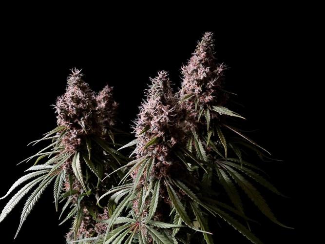 3M 🔻 Mendocino Purple Kush. Week 15