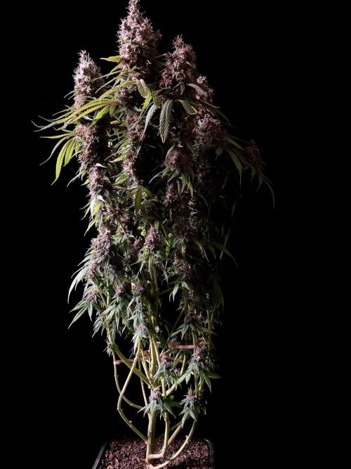 3M 🔻 Mendocino Purple Kush. Week 15