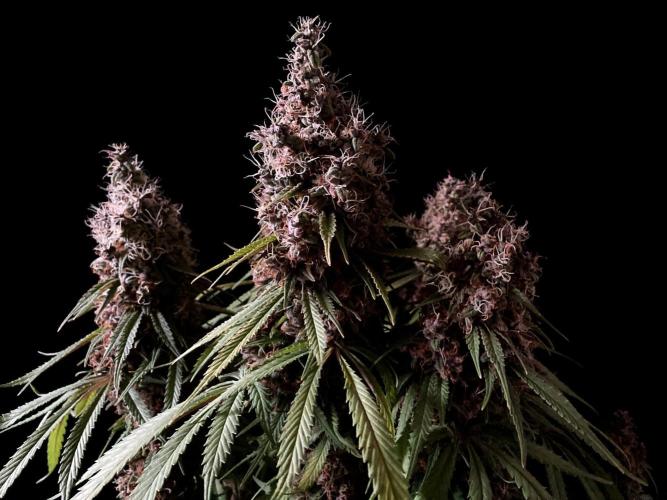 3M 🔻 Mendocino Purple Kush. Week 15