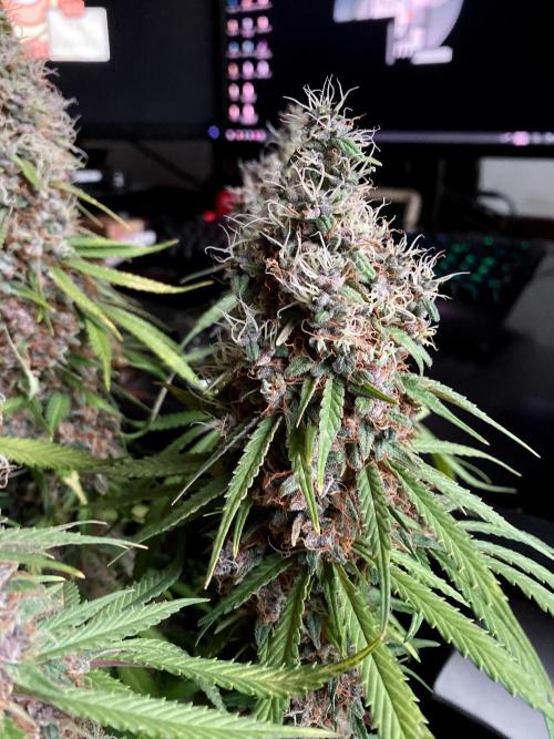 3M 🔻 Mendocino Purple Kush. Week 15