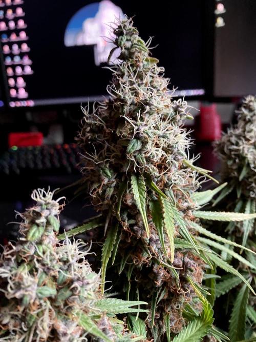 3M 🔻 Mendocino Purple Kush. Week 15