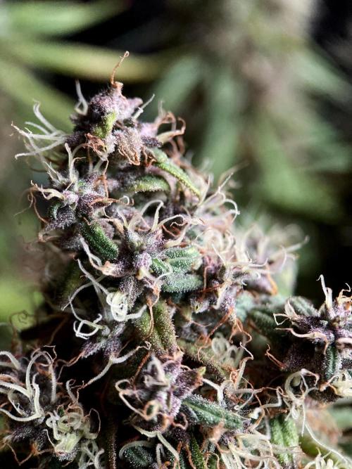 3M 🔻 Mendocino Purple Kush. Week 15