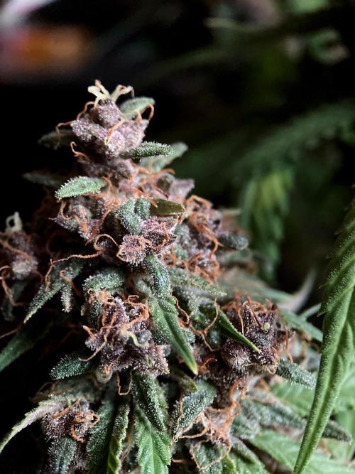 3M 🔻 Mendocino Purple Kush. Week 15