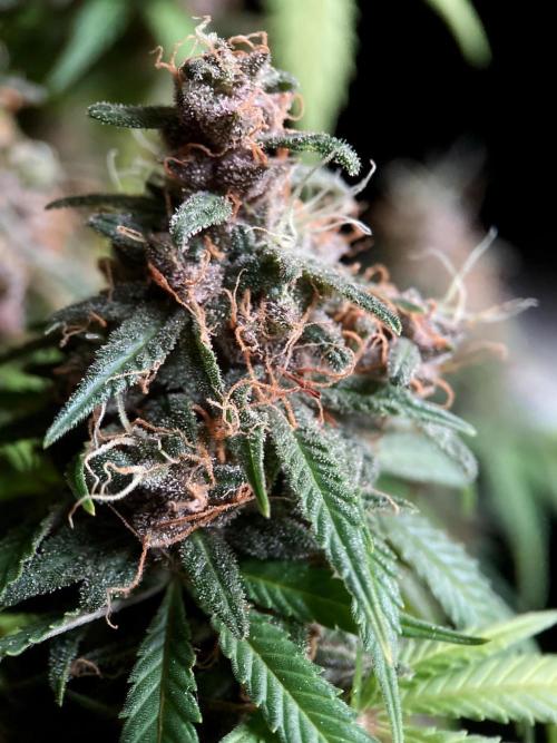 3M 🔻 Mendocino Purple Kush. Week 15