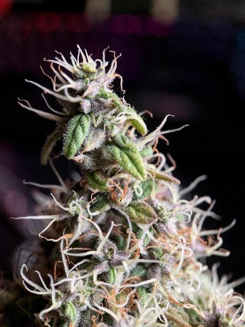 3M 🔻 Mendocino Purple Kush. Week 15