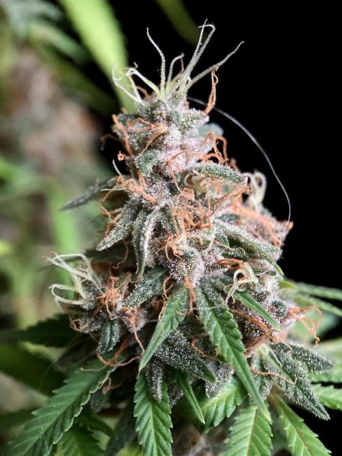 3M 🔻 Mendocino Purple Kush. Week 15