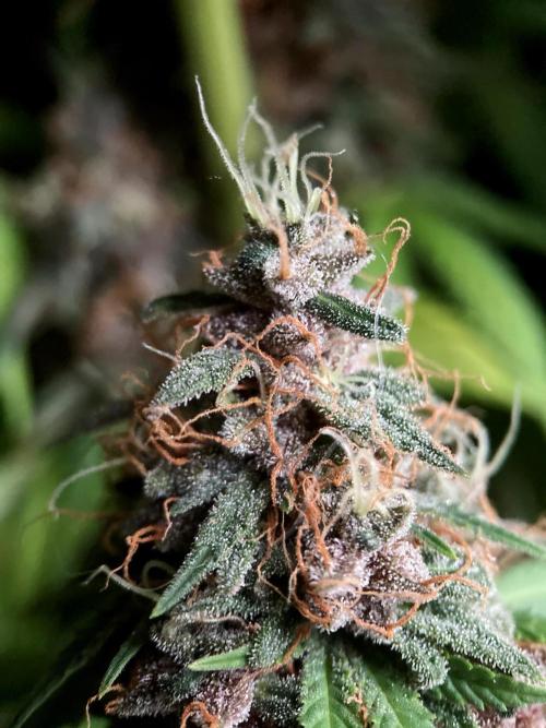 3M 🔻 Mendocino Purple Kush. Week 15