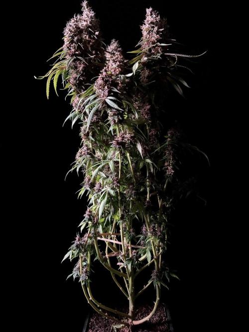 3M 🔻 Mendocino Purple Kush. Week 15