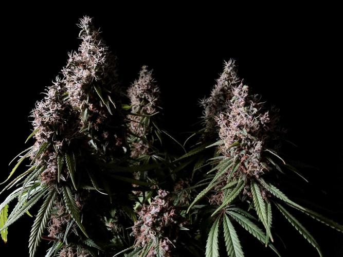 3M 🔻 Mendocino Purple Kush. Week 15