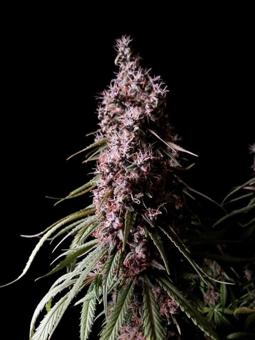 3M 🔻 Mendocino Purple Kush. Week 15