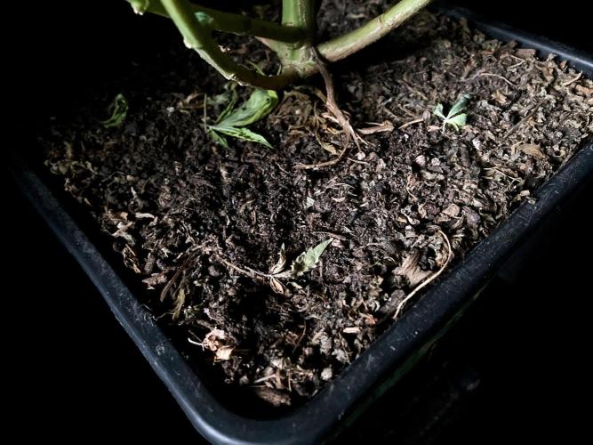 3M 🔻 Mendocino Purple Kush. Week 15 - Sacred Mulch