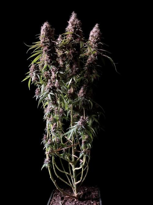 3M 🔻 Mendocino Purple Kush. Week 15