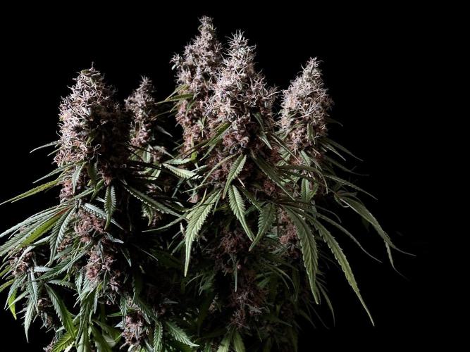 3M 🔻 Mendocino Purple Kush. Week 15