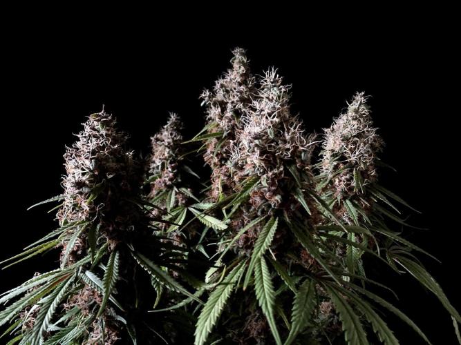 3M 🔻 Mendocino Purple Kush. Week 15