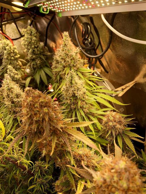 3M 🔻 Mendocino Purple Kush. Week 15