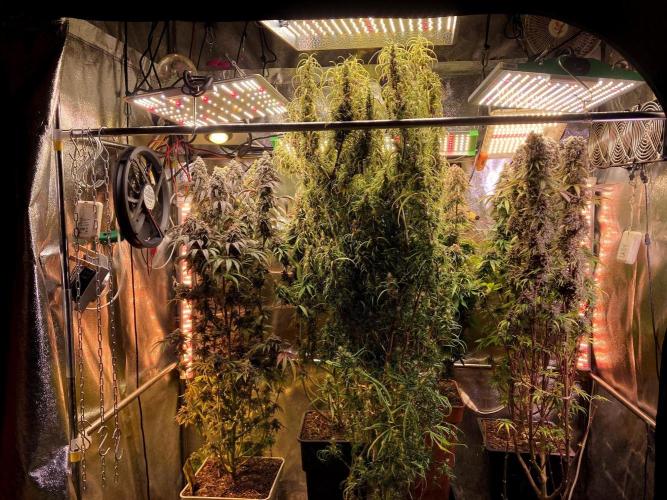 3M 🔻 Mendocino Purple Kush. Week 15 - The home