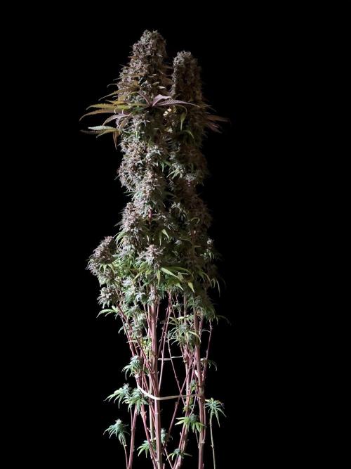 3M 🌟 Bahia Black Head. Week 17