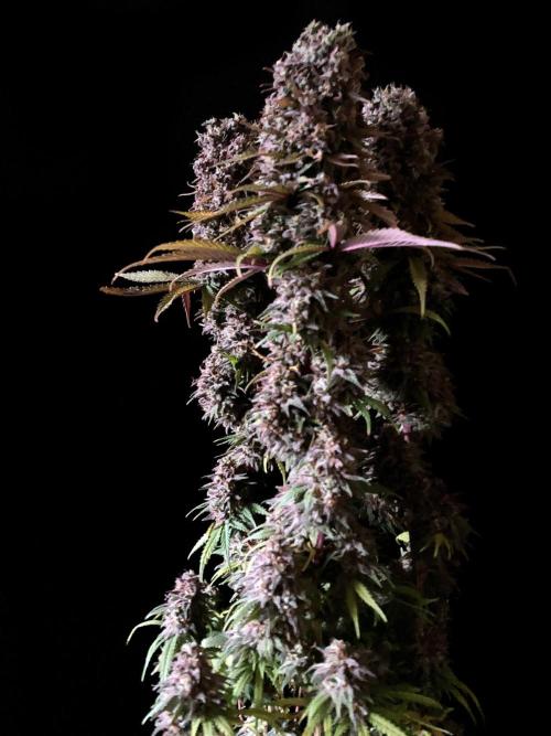 3M 🌟 Bahia Black Head. Week 17