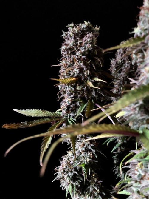 3M 🌟 Bahia Black Head. Week 17