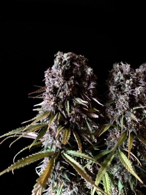 3M 🌟 Bahia Black Head. Week 17