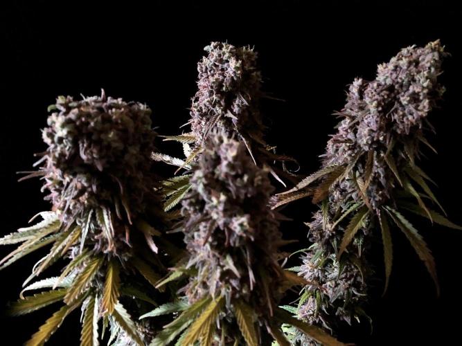 3M 🌟 Bahia Black Head. Week 17