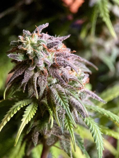 3M 🌟 Bahia Black Head. Week 17