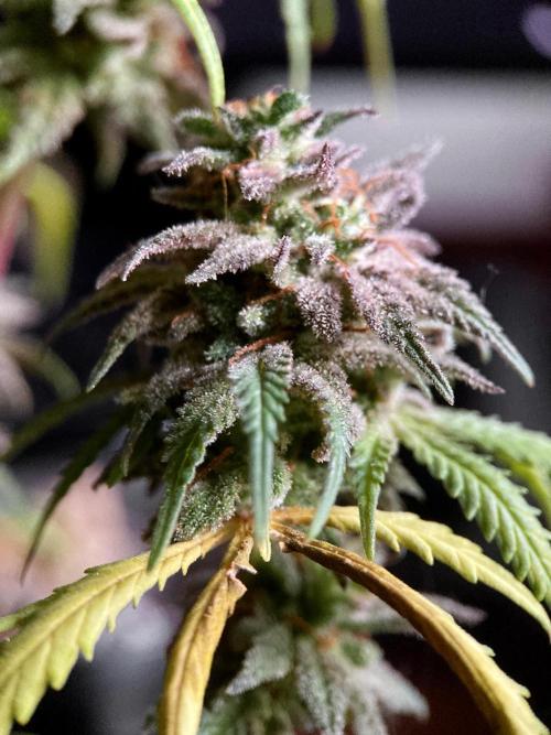 3M 🌟 Bahia Black Head. Week 17