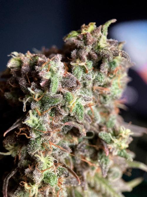 3M 🌟 Bahia Black Head. Week 17