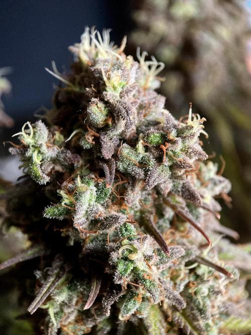 3M 🌟 Bahia Black Head. Week 17