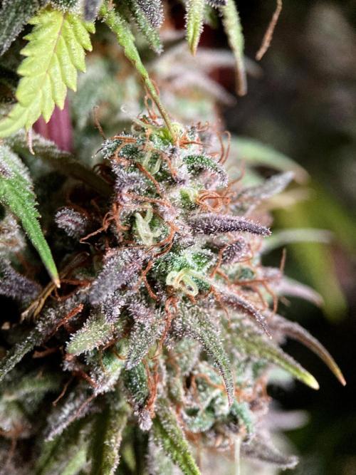 3M 🌟 Bahia Black Head. Week 17