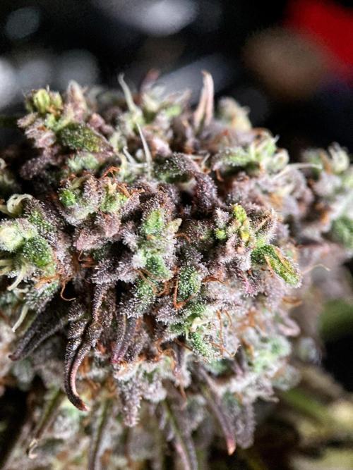 3M 🌟 Bahia Black Head. Week 17