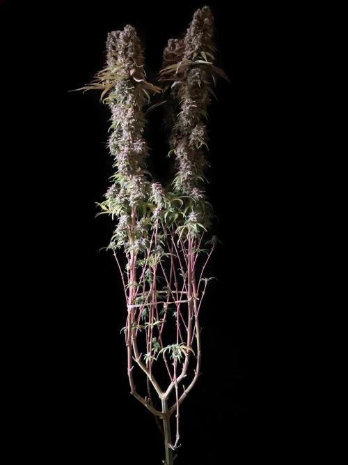 3M 🌟 Bahia Black Head. Week 17