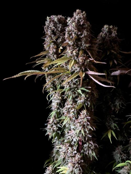 3M 🌟 Bahia Black Head. Week 17