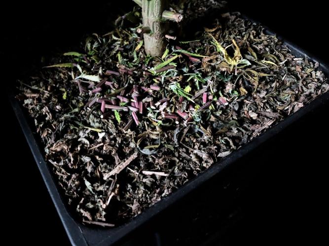 3M 🌟 Bahia Black Head. Week 17